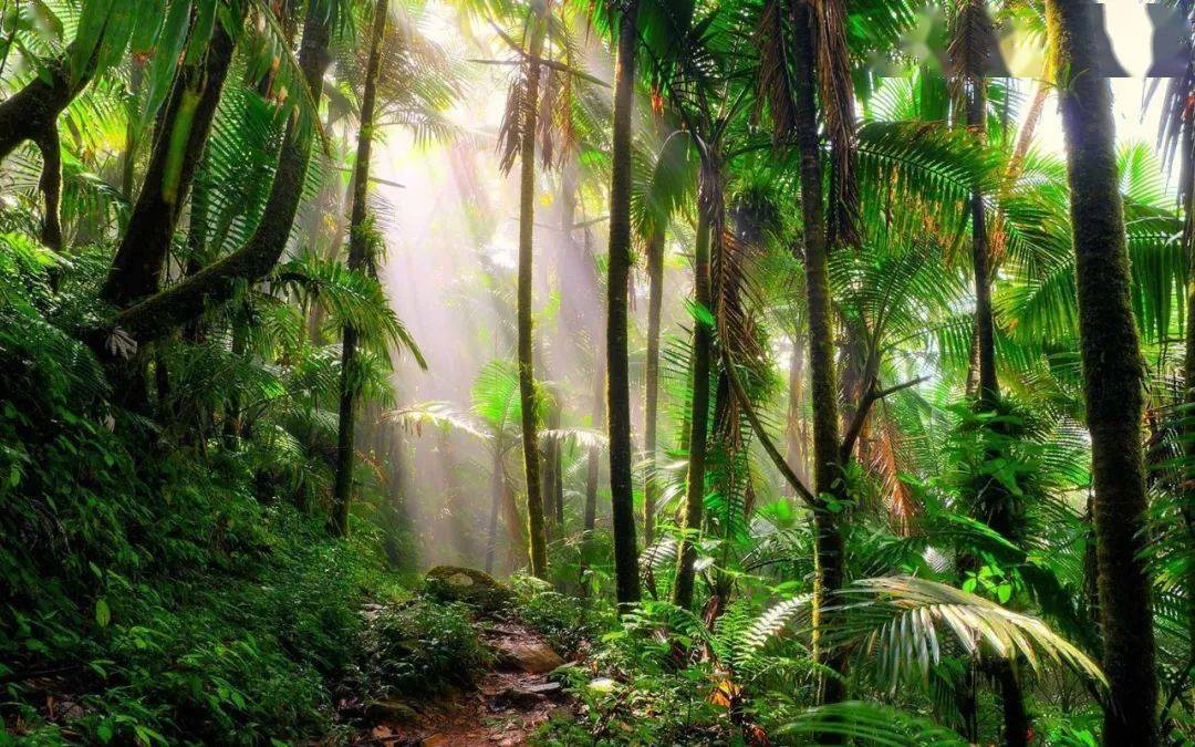 地球的一抹原谅色,什么是热带雨林?_植物