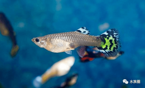 怎么养小鱼儿 493e917e87fc497397b046e2660702e6.png