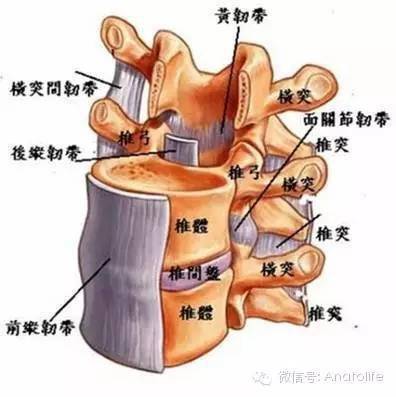 腰椎椎管