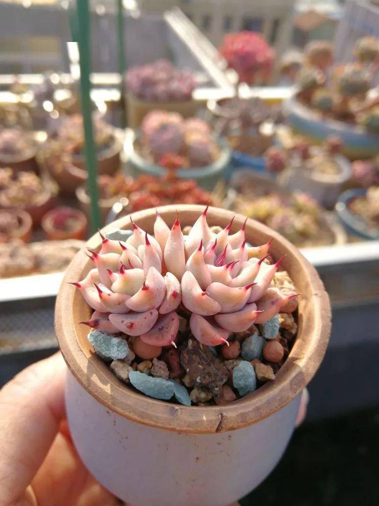 这100张多肉每张都能做屏保