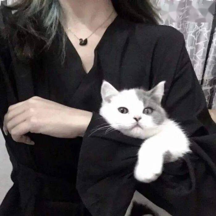 情侣头像丨萌宠情头