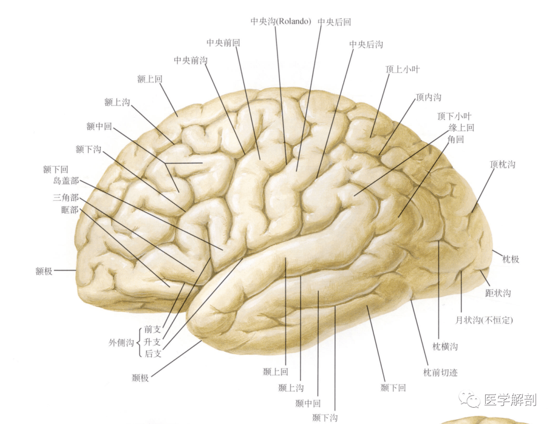 人体最精密最复杂的器官——大脑_解剖学