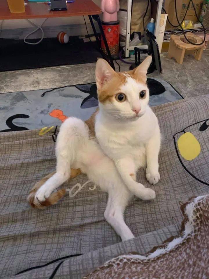 得了猫瘟没死,还长出了肌肉线条,这猫生简直是逆袭!
