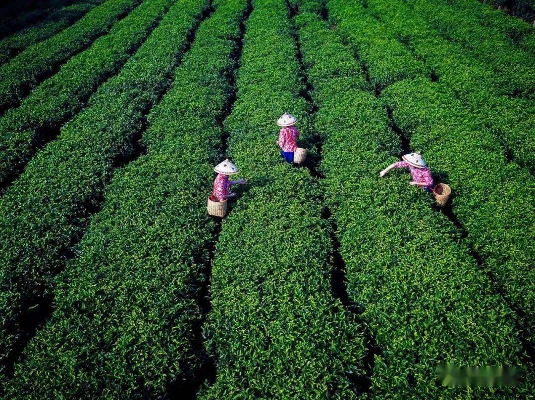 茶场,拥有平均树龄超过50年的老茶树达到2000多亩,园区内种植英德红茶