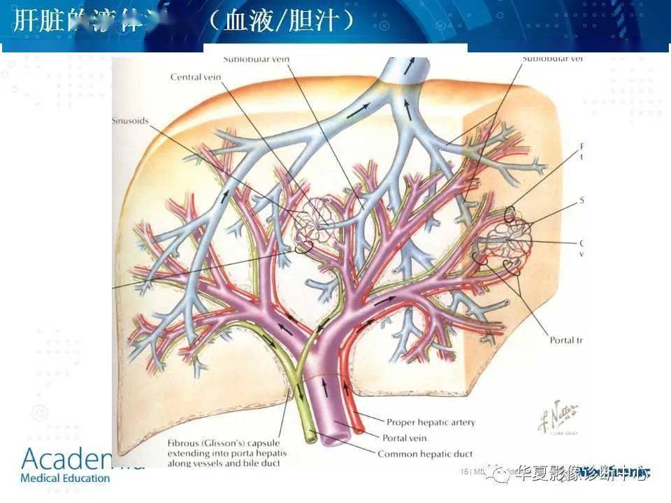 肝脏的基本解剖及分段