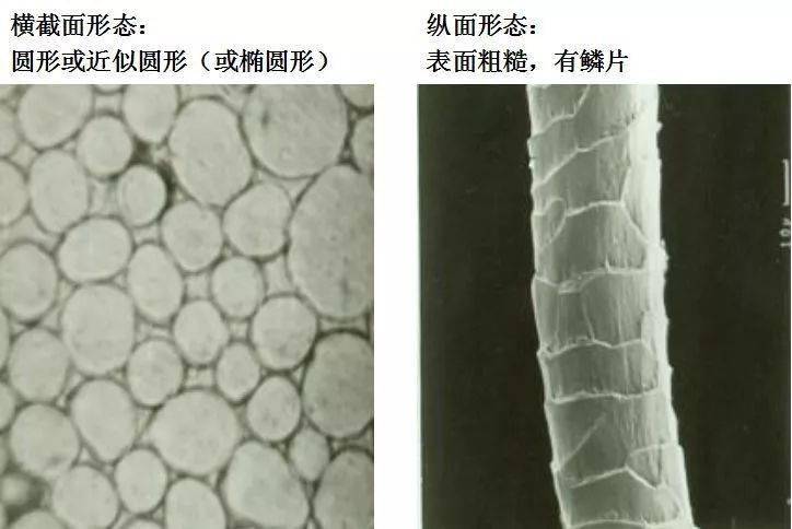 常见纺织纤维在显微镜下的形态