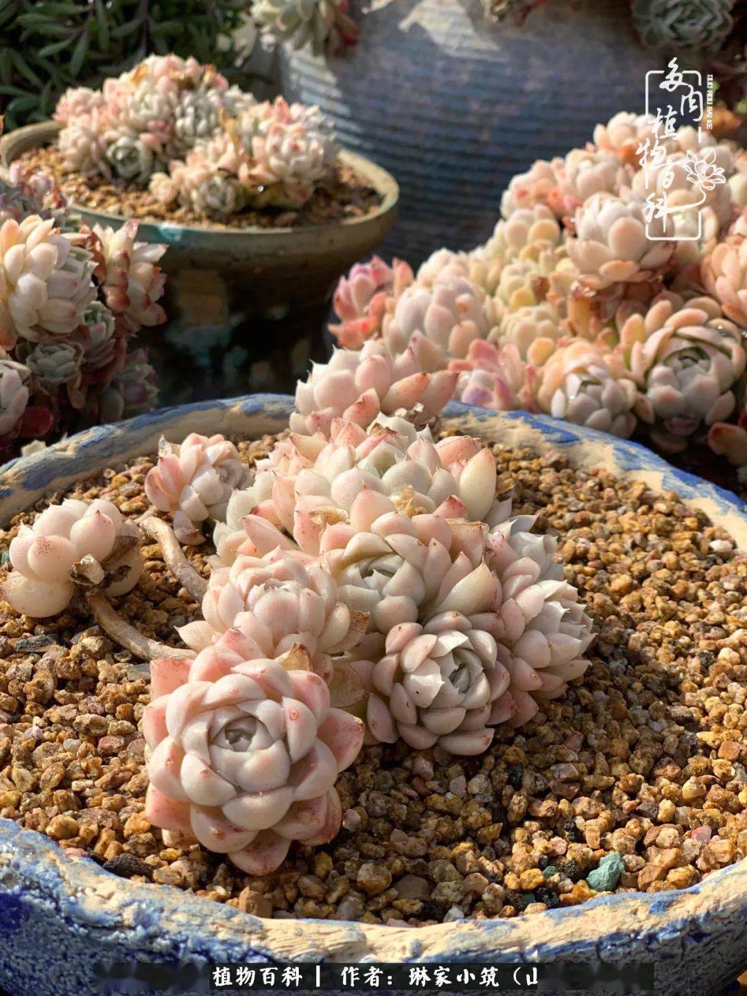 多肉种子批发 a2b7d70db9564f9d8ff290a0c4bd1bec.jpeg