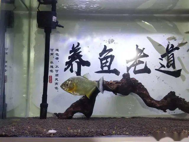 水族知识