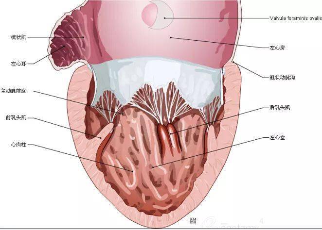 67史上最全心脏解剖图值得收藏