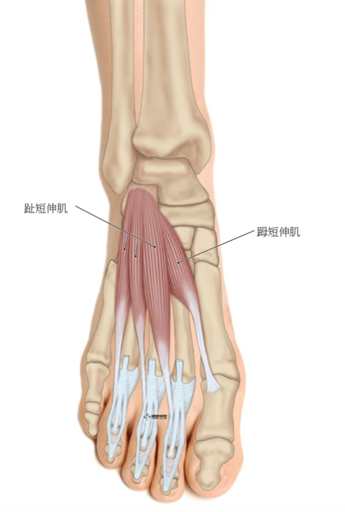 筋膜点疗法|趾伸肌的筋膜点