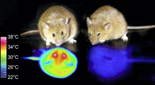 休眠|人工冬眠离我们还有多远？日本科学家小鼠实验带来希望曙光