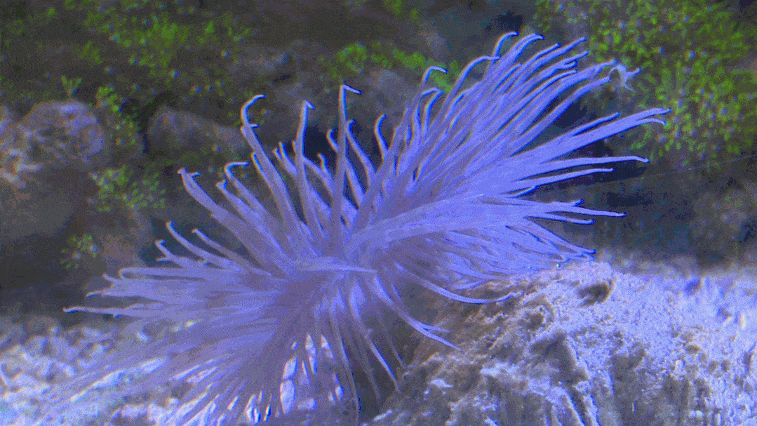 海葵类珊瑚因外形像菊花,游客来榄后,除了可以欣赏菊花外,还可以前来