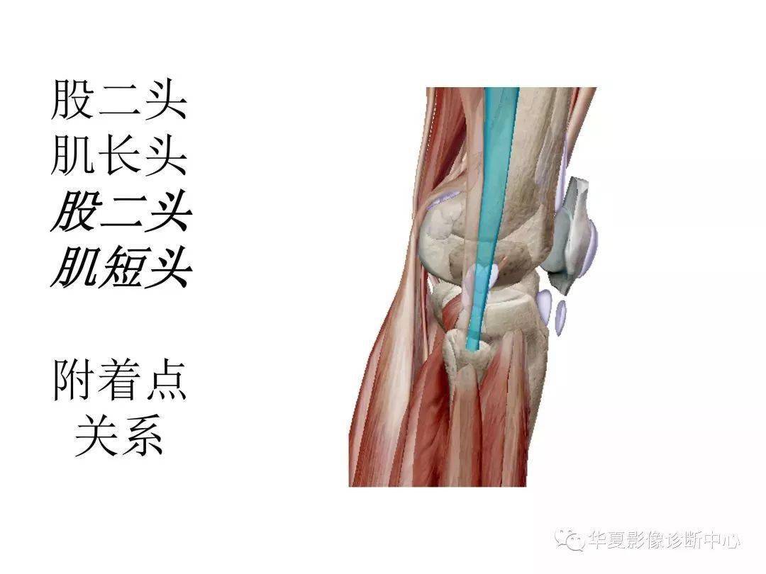 膝关节3d全彩解剖图谱,解剖学老师推荐的!