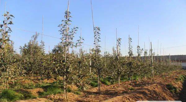 树是怎样过冬的 5372b2774b1f43548cbaf758d0c895b1.jpeg