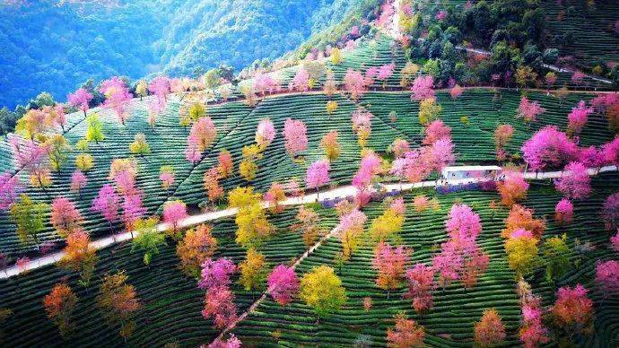 在位于 云南省大理州南涧县无量山镇德安村的无量山樱花谷,因为满山