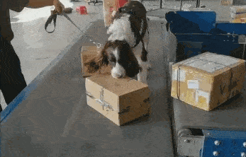 温州海关犬突然对日本玩具包裹反应激烈 拆开后有意外发现