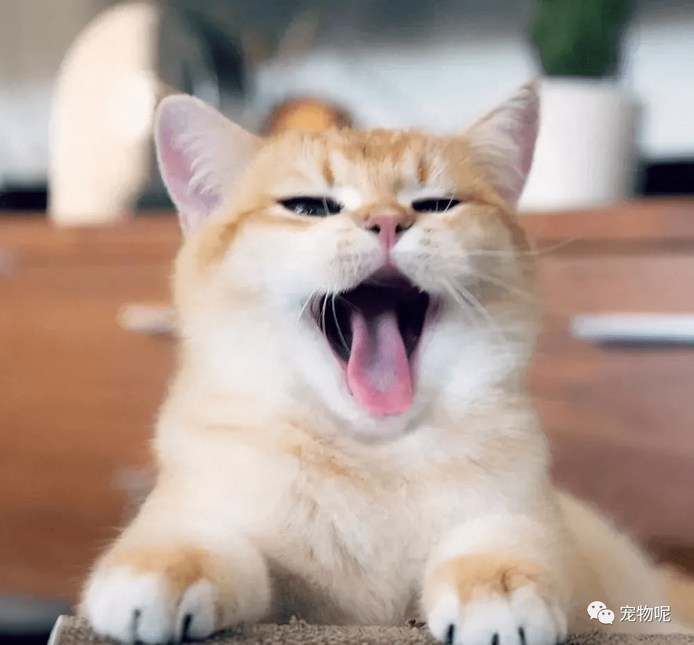 猫咪怎么才会有安全感 d9ad92bb9a874fa9bbb5b1405b554e13.png