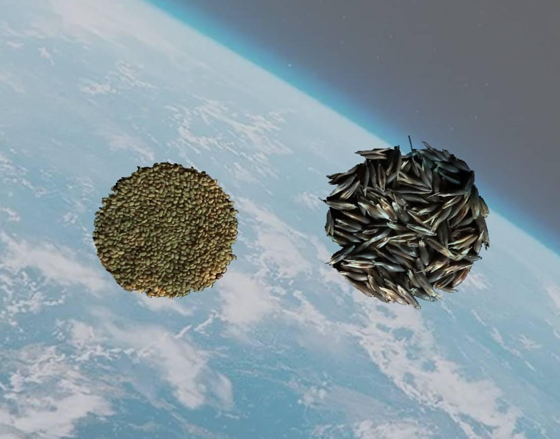 草种|草种飞上太空！嫦娥五号开展空间诱变实验