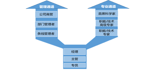 "y"型职业发展双通道