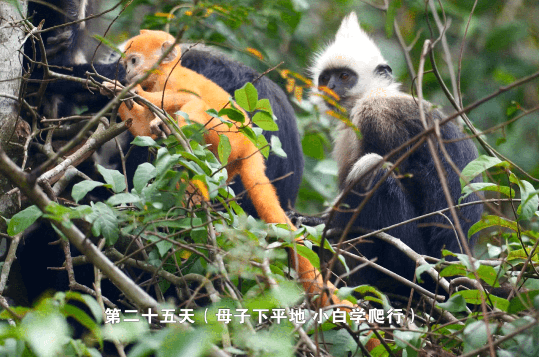 最令人惊奇的是白头叶猴幼崽的毛色与父母相差甚远.