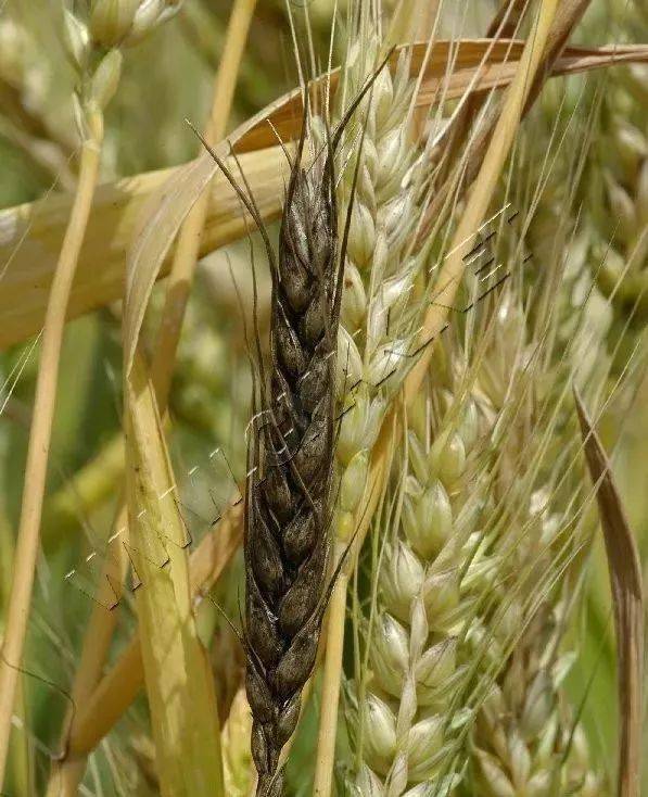 超详细!14种小麦常见病害图片及防治技术