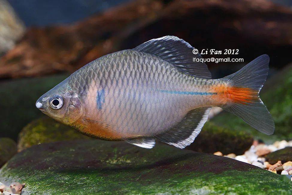 li liao arai 2017李帆博士命名发表的细鳞华鳑鲏rhinogobius