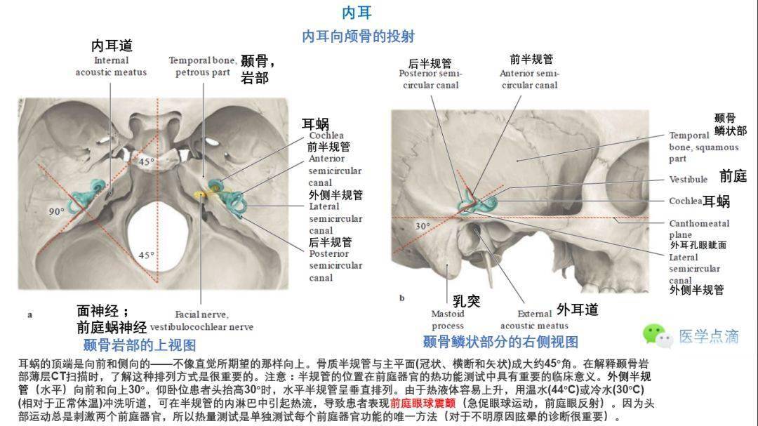 内耳内耳示意图鼓室的临床重要水平鼓室粘膜衬里鼓室听骨链听骨链的