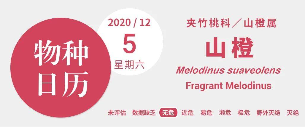 大罗伞树怎么吃