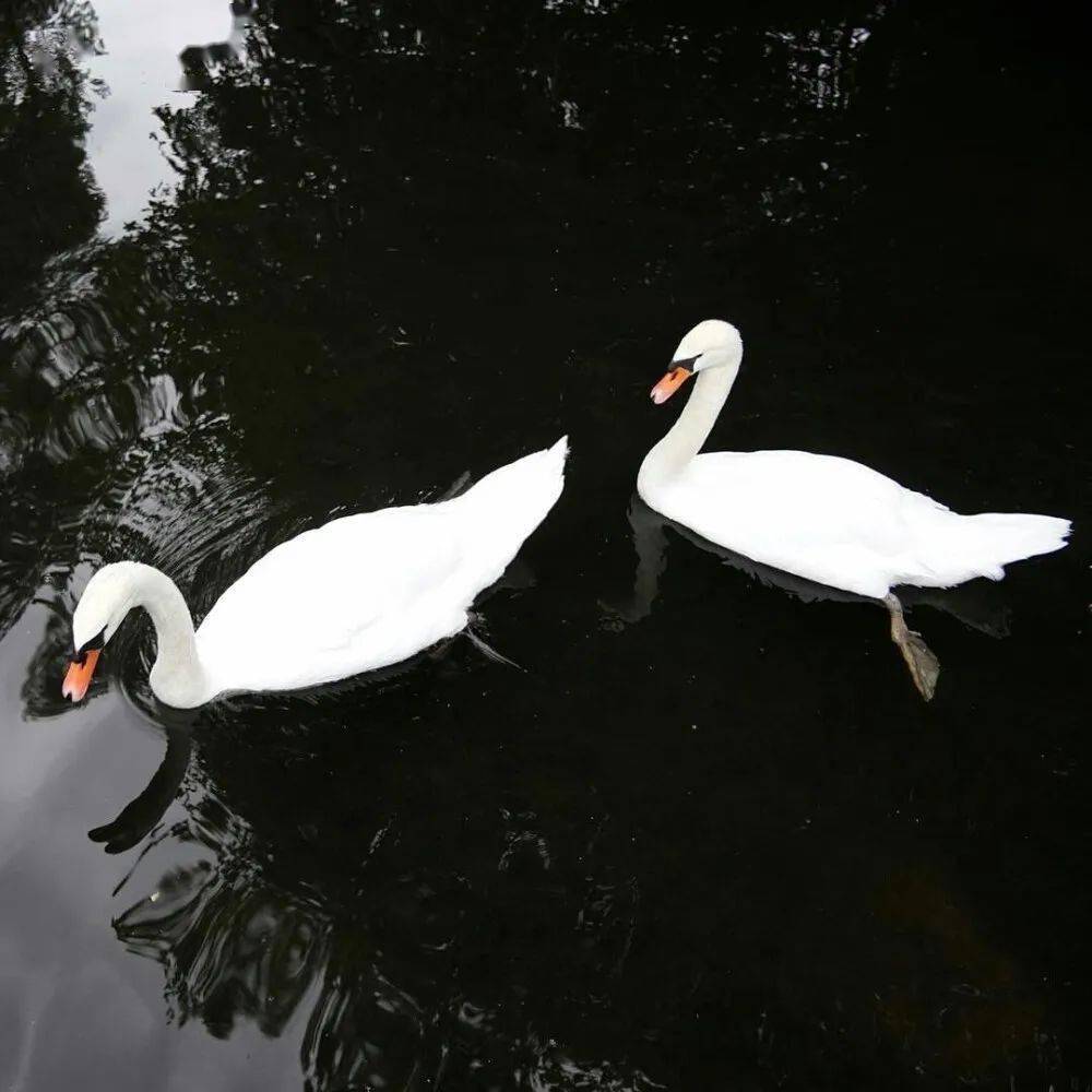 海燕的图片长什么样 cd918c5348db46d4b1c8a2ec7a26d712.jpeg