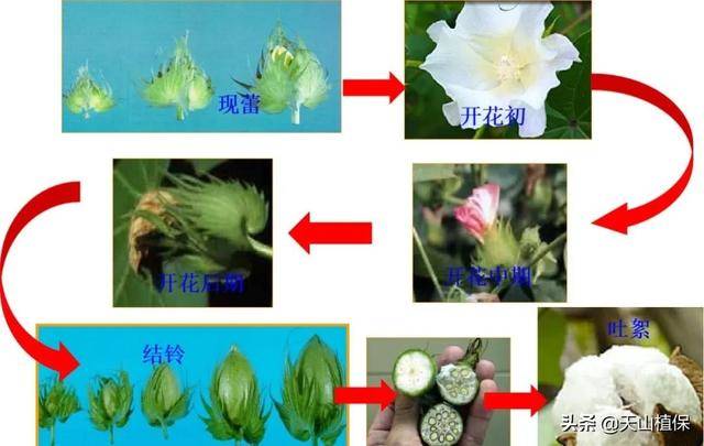 棉花花铃期:即从开花到50%植株吐絮,历经50～75天,棉花营养生长和