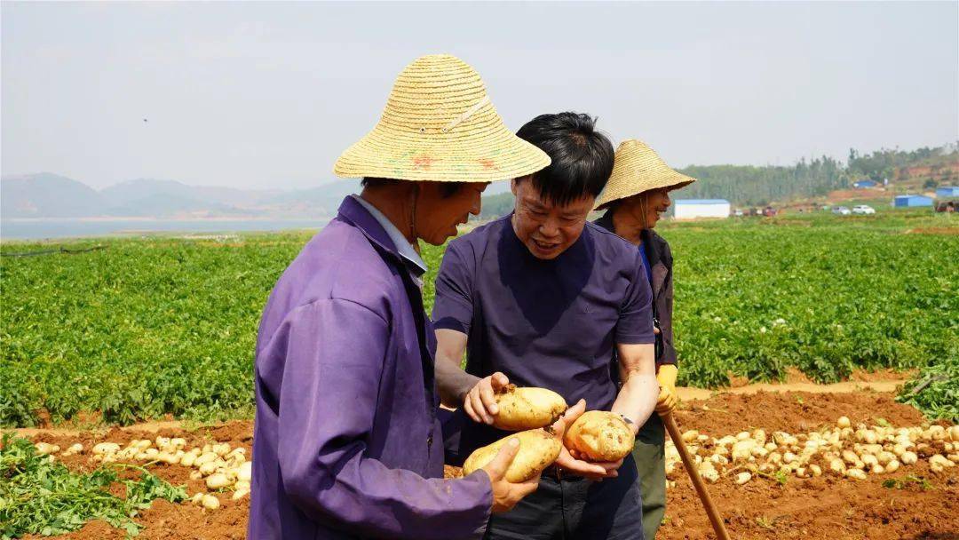 朱有勇院士在建水县指导村民马铃薯种植技术