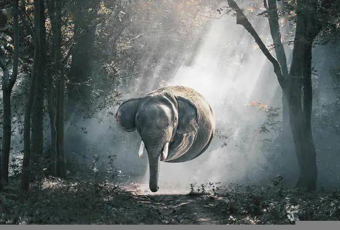 
如果这个星球上的所有动物都是胖胖的 他们会是什么样子？“bsports必一体育”(图10)