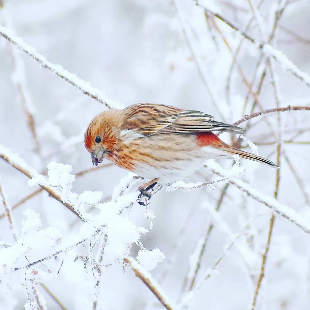 雪中鸟,好美!