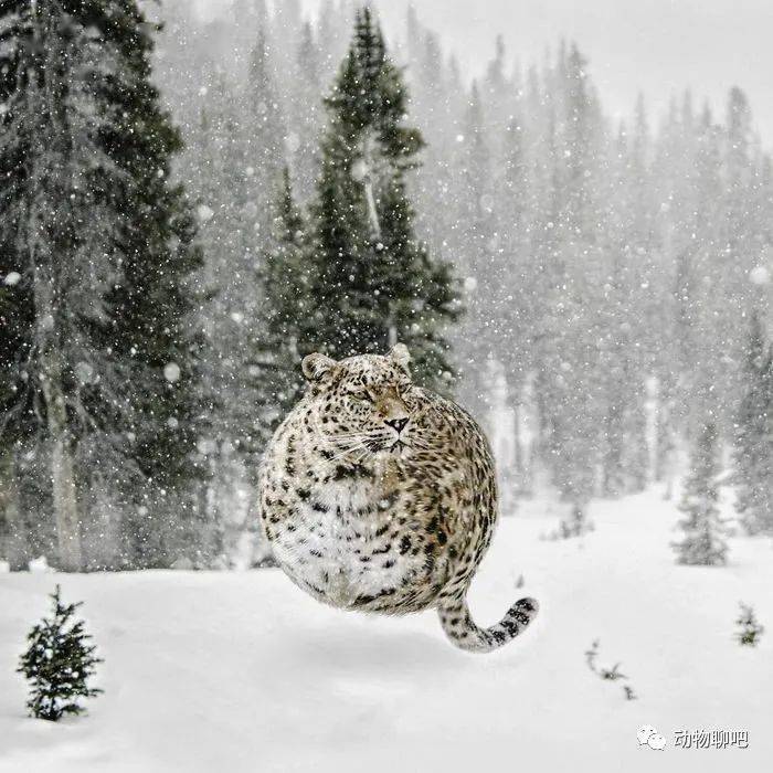 
如果这个星球上的所有动物都是胖胖的 他们会是什么样子？“bsports必一体育”(图2)