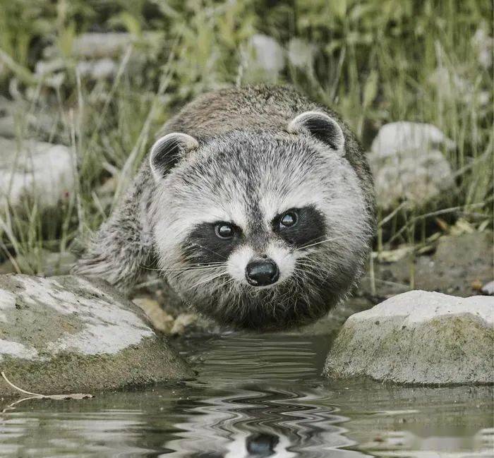 
如果这个星球上的所有动物都是胖胖的 他们会是什么样子？“bsports必一体育”(图4)