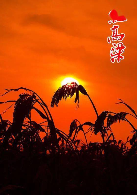 北方和它的红高粱 | 朗诵_手机搜狐网
