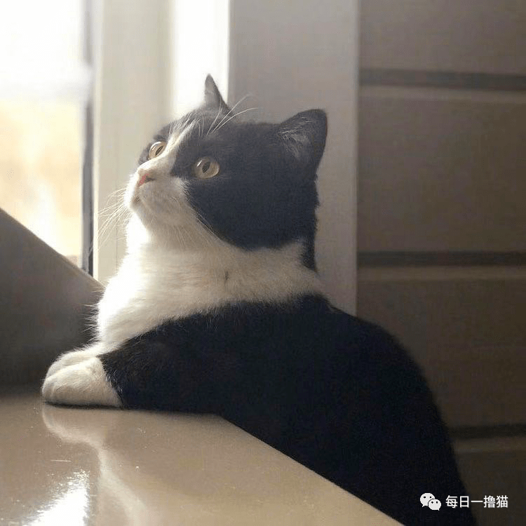 不,就一小短腿.