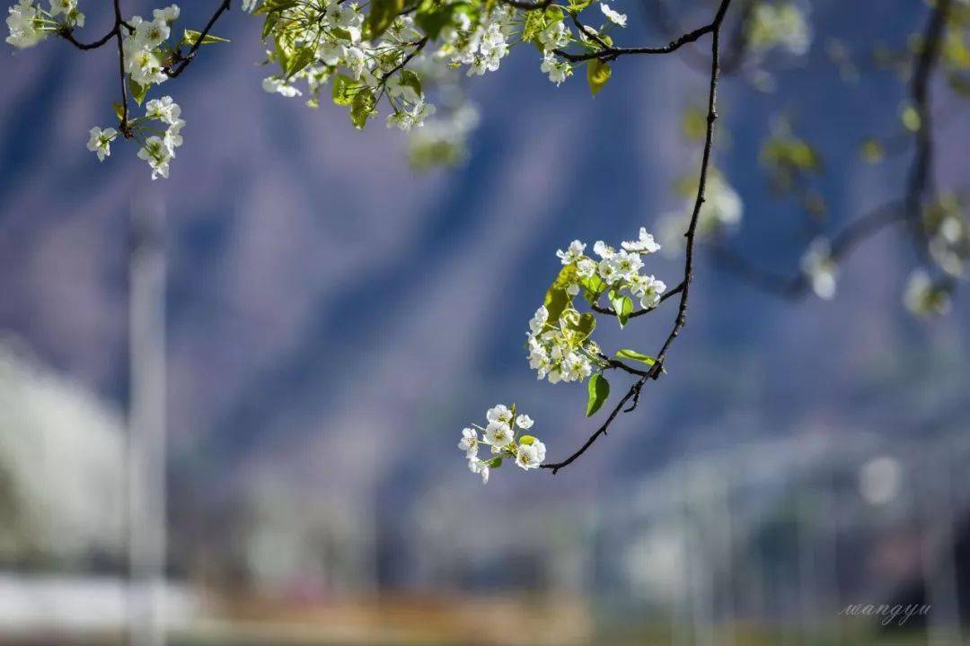 三月的雨,摘下一朵金川的梨花