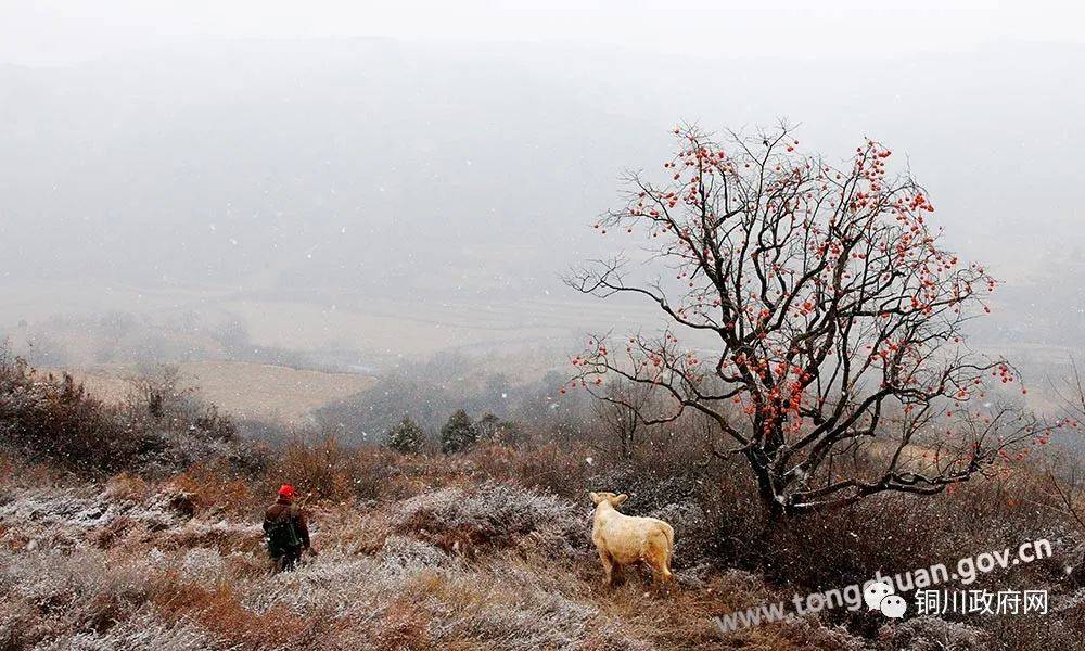 雪中柿树红_柿子