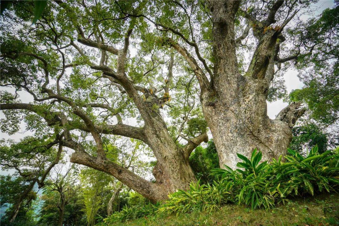 神机妙算刘伯温传说曲谱(2)