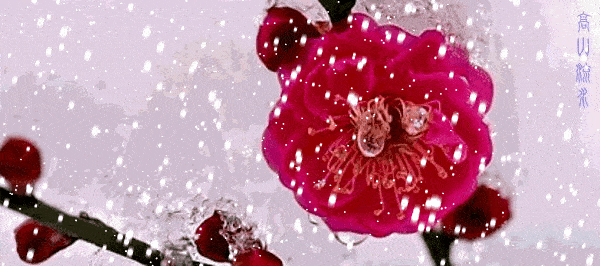 早上好,今日大雪 一曲《爱的雪花飘满冬季》太美了,送给牵挂我的人!