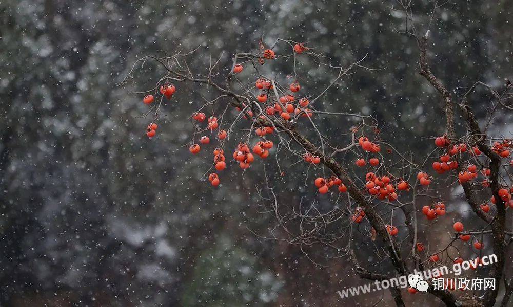 雪中柿树红_柿子