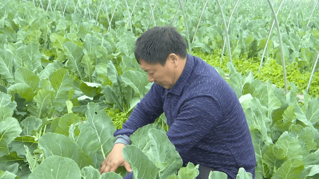 菜博士刘四田种好四块田