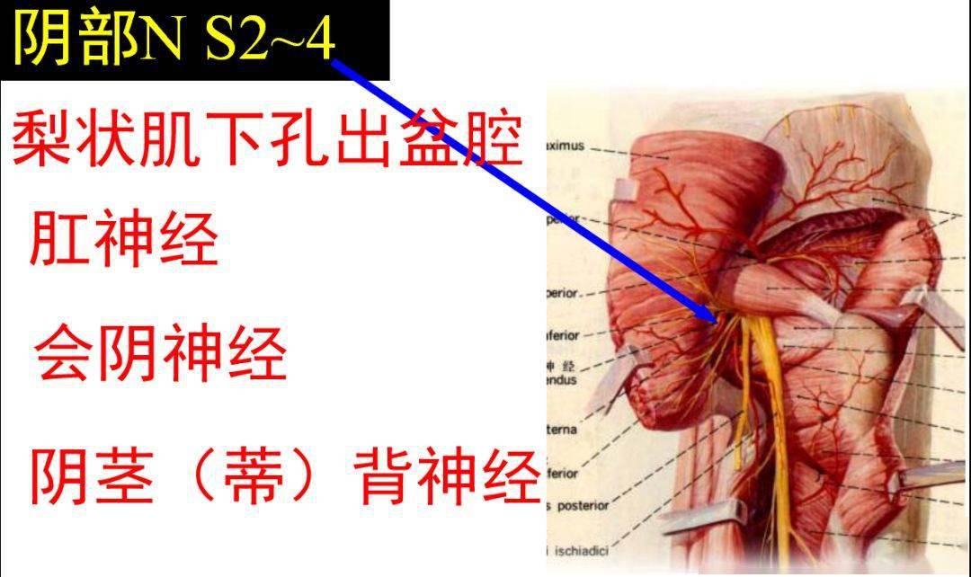 4,股后侧皮神经