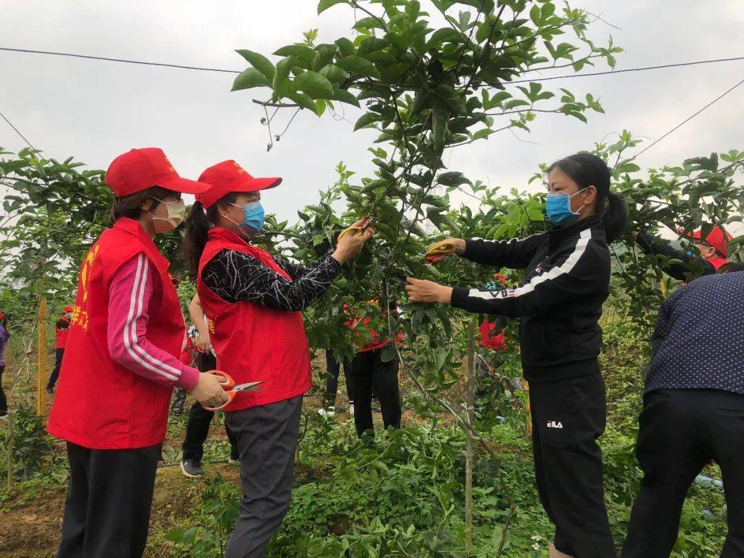 广西种植业人口_广西贫困人口(2)