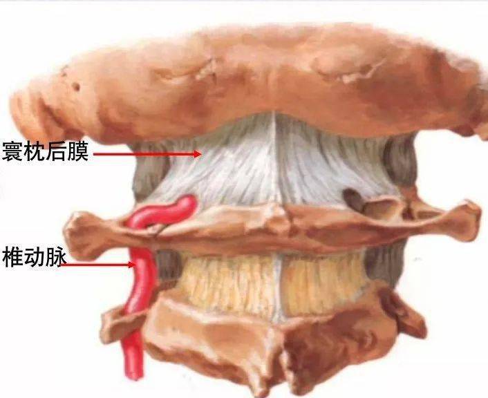 脊柱超详细解剖,高清图文版!_颈椎