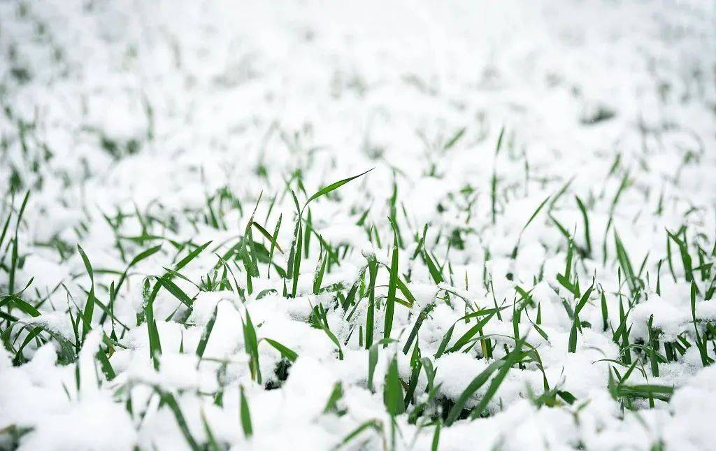 大雪| 万物冬藏待春来