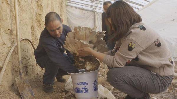 灵芝菌盆景好不好养
