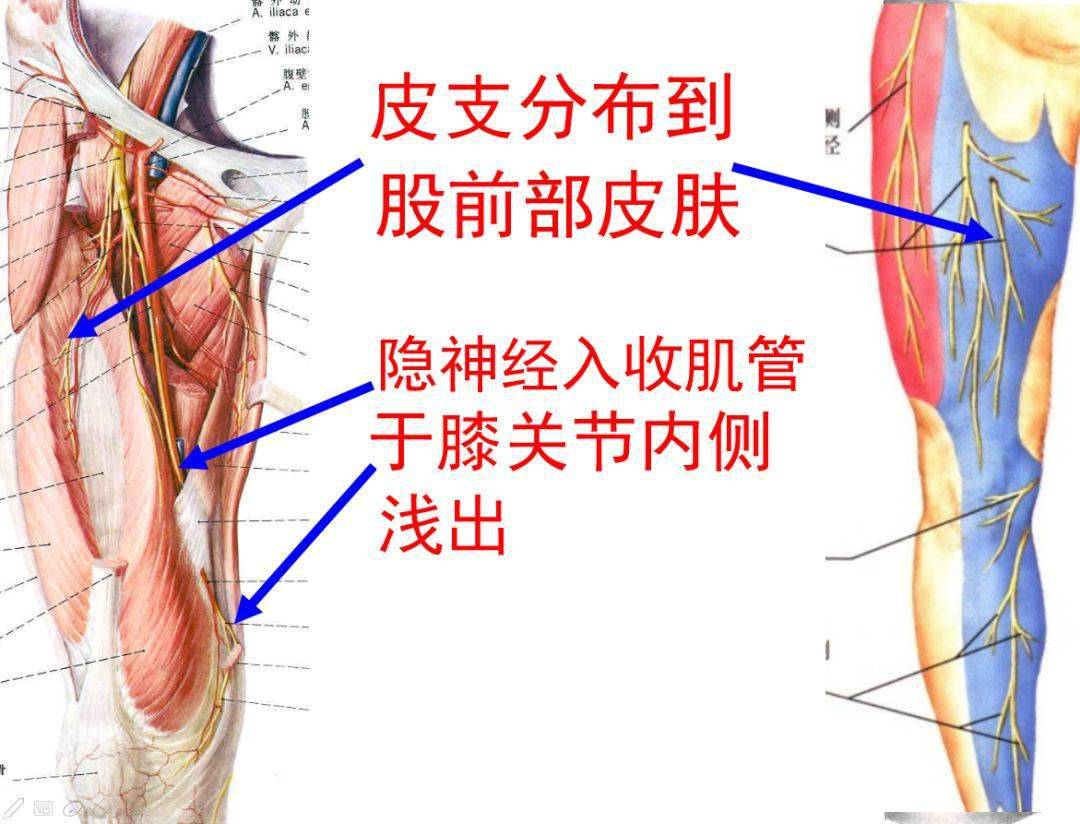 下肢神经的组成及走行汇总轻松搞定腰腿疼