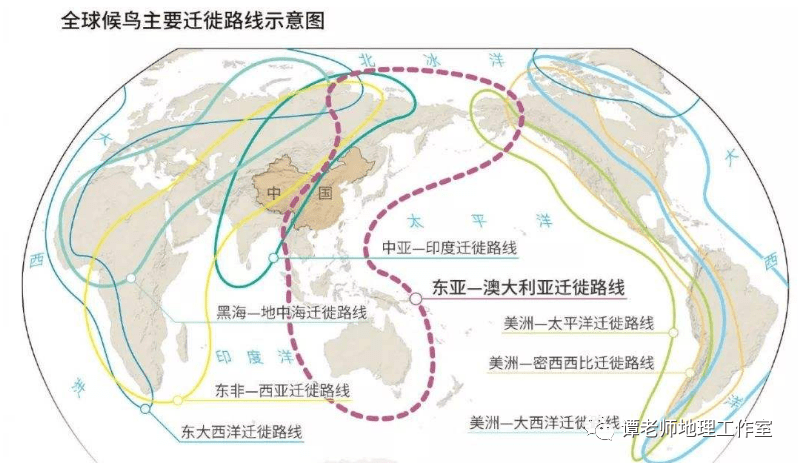 【地理视野】关于候鸟迁徙之痛背后的地理问题,中国候鸟迁徙路线图